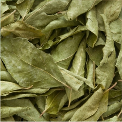 Murraya Koenigii