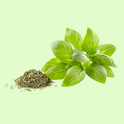 Ocimum Basillicum